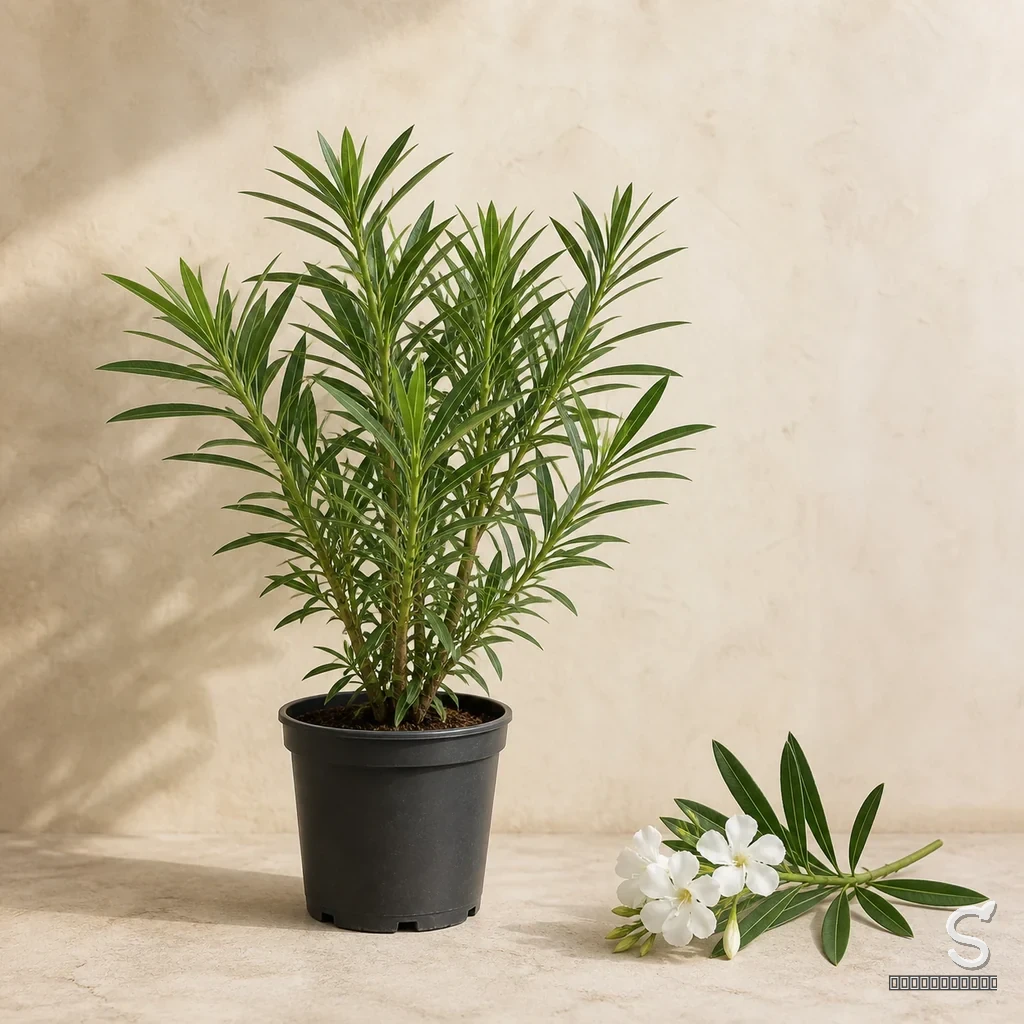 Oleander